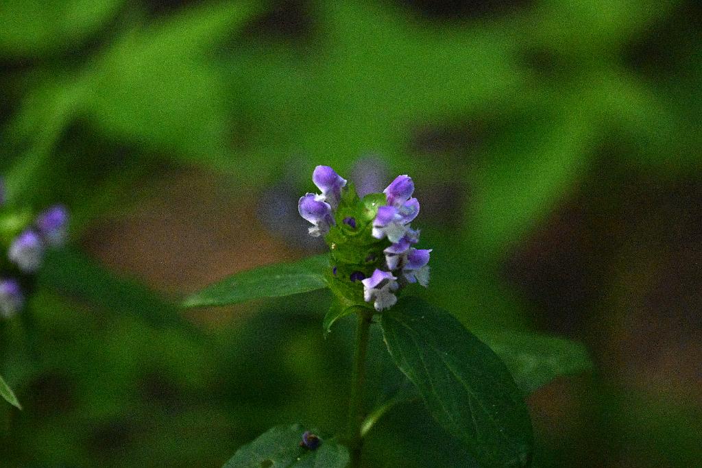 2025-07229818 Wachusett Meadow, MA.JPG - Seffheal. Wachusett Meadow Wildlife Sanctuary, MA, 7-22-2025